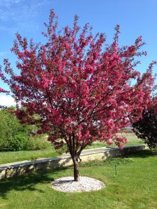Яблоня "Роялти" (Malus "Royalty")