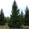 Ель обыкновенная (Picea abies) « Шт/10п.м.: 15-21; Высота(см): 100-140; Упак.: ком; »