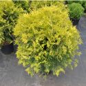 Туя западная "Голден Глоб" (Thuja ocidentalis Golden Globe) « Высота(см): 40-60; Упак.: C5; »