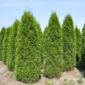 Туя западная Смарагд (Thuja occidentalis "Smaragd") « Шт/10п.м.: 11-15; Высота (см): 150-120; Упаковка: ком; »