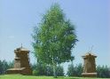 Береза бородавчатая (Betula pendula) « Высота(см): 150-250; Упак.: ком; »