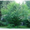 Боярышник обыкновенный (Crataegus laevigata) « Высота (см): 250-350; Обх.ст. (см): ; Упак.: ком; »
