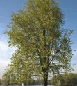 Вяз шершавый (Ulmus glabra) « Высота (см): 250-400; Обх.ст. (см): ; Упак.: ком; »