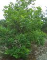 Дуб красный (Quercus rubra) « Высота (см): 250-350; Возраст: 8-9; Упак.: ком; »