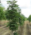 Каштан конский (Aesculus hippocastanum) « Высота(см): 400-450; Об.ст.(см): 12-14; Упак.: С50; »