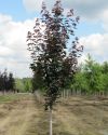 Клен остролистный "Дебора" (Acer platanoides "Deborah") « Высота(см): 350-400; Об.ст.(см): 10-12; Упак.: ком; »