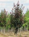 Клен остролистный "Дебора" (Acer platanoides 'Deborah') « Высота(см): 500-550; Об.ст.(см): 18-20; Упак.: ком; »