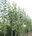 Клен остролистный "Друммонди"(Acer platanoides "Drummondii") « Высота(см): 400-500; Упак.: ком; »