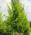 Клен остролистный "Princeton Gold" (Acer platanoides "Princeton Gold") « Высота(см): 350-400; Об.ст.(см): 8-10; Упак.: ком; »