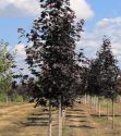 Клен остролистный "Royal Red" (Acer platanoides "Royal Red") « Высота(см): 400-450; Об.ст.(см): 10-12; Упак.: конт.; »