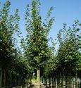 Клен остролистный "Эмералд Куин"(Acer platanoides "Emerald Queen") « Высота(см): 350-400; Об.ст.(см): 10-12; Упак.: ком; »