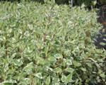Дерен белый "Элегантиссима" (Cornus alba "Elegantissima") « Высота(см): 40-60; Упак.: С3; »