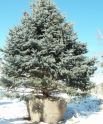 Ель голубая "Glauca" (Picea pungens "Glauca") « Высота(см): 170-200; »