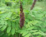 Аморфа кустарниковая(Amorpha fruticosa); « »
