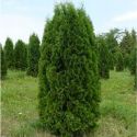 Туя Колумна (Thuja occidentalis "Columna") « Высота(см): 250-300; Упак.: ком; »