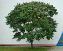 Сумах уксусный (Rhus typhina) « Высота(см): 200-250; »