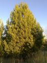 Сосна обыкновенная (Pinus sylvestris) « Высота(см): 600-700; Упак.: ком; »