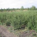 Кизильник блестящий (Cotoneaster lucidus) « Высота(см): 60-80; Упак.: С4 ; »