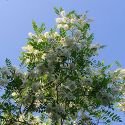 Акация белая (Robinia pseudoacacia) « Высота(см): 400-600; Упак.: ком/сетка; »