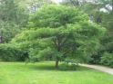 Бархат амурский (Phellodendron amurense) « Высота(см): 250-350; Упак.: ком/сетка; »