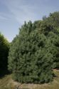 Сосна черная (Pinus Nigra) « Высота(см): 400-500; »