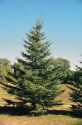 Ель Сизая Канадская(Picea canadensis ) « Высота(см): 200-300; Упак.: ком/сетка; »