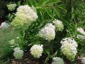 Гортензия метельчатая "Грандифлора"(Hydrangea paniculata "Grandiflora") « Высота(см): 50-60; Упак.: 10C; »