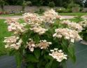 Гортензия метельчатая "Дартс Литтл Дот" (Hydrangea paniculata "Dart`s Little Dot") « Высота(см): 40-60; Упак.: 7,5С; »