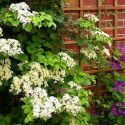 Гортензия черешковая (Hydrangea Anomala subsp.petiolaris) « Высота(см): 60-80; Упак.: 10С; »