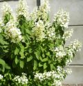 Гортензия метельчатая "Уник"(Hydrangea paniculata "Unique") « Высота(см): 70-80; Упак.: С12; »