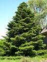 Пихта корейская (Abies koreana) « Высота(см): 180-200; Упак.: C15; »