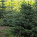 Пихта одноцветная (Abies concolor) « Высота(см): 300-350; »