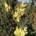 Можжевельник китайский "Expansa Variegata" (Juniperus chinensis "Expansa Variegata") « Упак.: C10; »