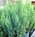 Можжевельник китайский "Stricta" (Juniperus chinensis "Stricta") « Высота(см): 180-200; »