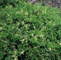 Можжевельник обыкновенный "Spotty Spreader" (Juniperus communis "Spotty Spreader") « Упак.: C10; »