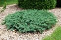 Можжевельник горизонтальный "Андорра Компакта" (Juniperus horizontalis "Andorra Compacta") « Высота(см): 40-60; Упак.: C5; »