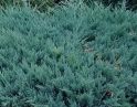 Можжевельник горизонтальный "Блю Чип" (Juniperus horizontalis "Blue Chip") « Высота(см): 50-60; Упак.: C10; »