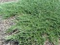 Можжевельник горизонтальный "Hughes" (Juniperus horizontalis "Hughes") « Высота(см): 50-60; Упак.: C10; »