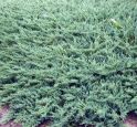 Можжевельник горизонтальный "Джейд Ривер" (Juniperus horizontalis "Jade River") « Высота(см): 50-60; Упак.: C10; »