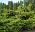Можжевельник средний "Pfitzeriana Aurea" (Juniperus media "Pfitzeriana Aurea") « Высота(см): 30-40; Упак.: C2-3; »