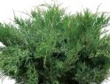 Можжевельник средний Пфитцериана Глаука (Juniperus media "Pfitzeriana Glauca") « Высота(см): 130-140; Упак.: C20-25; »