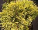 Можжевельник средний "Олд Голд" (Juniperus media "Old Gold") « Высота(см): 40-50; Упак.: C5; »