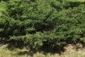 Можжевельник казацкий "Кнап Хилл" (Juniperus sabina "Knap Hill") « Высота(см): 70-80; Упак.: C10; »
