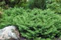 Можжевельник казацкий "Рокери Джем" (Juniperus sabina "Rockery Gem") « Высота(см): 30-40; Упак.: C2-3; »