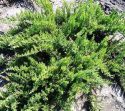 Можжевельник казацкий "Tamariscifolia" (Juniperus sabina "Tamariscifolia") « Высота(см): 50-60; Упак.: C10; »