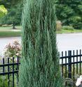 Можжевельник скальный "Блю Эрроу" (Juniperus scopulorum "Blue Arrow") « Высота(см): 240-260; Упак.: С70; »
