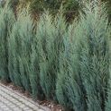 Можжевельник скальный "Блю Эрроу" на штамбе (Juniperus scopulorum "Blue Arrow") « Высота(см): 120; Упак.: С15; »