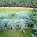 Можжевельник чешуйчатый Блю Карпет (Juniperus squamata "Blue Carpet") « Высота(см): 40-50; Упак.: C10; »