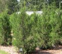 Можжевельник средний Хетци (Juniperus media "Hetzii") « Высота(см): 70-80; Упак.: C10; »