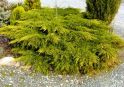 Можжевельник китайский "Куривао Голд" (Juniperus chinensis "Kuriwao Gold") « Высота(см): 70-80; Упак.: C10; »